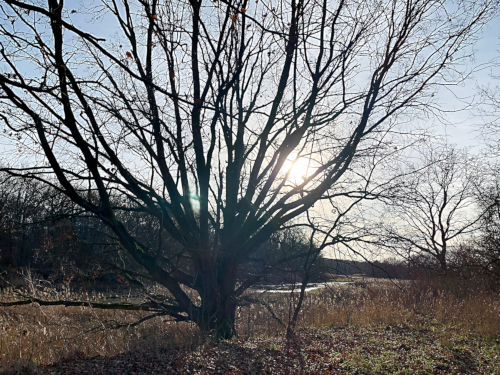 Waldbaden im Winter